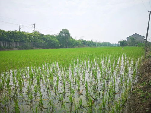 黨建引領(lǐng)社會化服務(wù)，八嶺山鎮(zhèn)催生農(nóng)業(yè)發(fā)展新動能